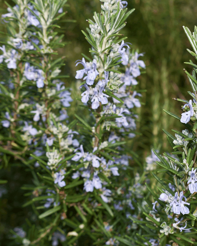 המדריך המקיף לגידול רוזמרין (Rosmarinus officinalis) 🌿 - ירוק במרפסת