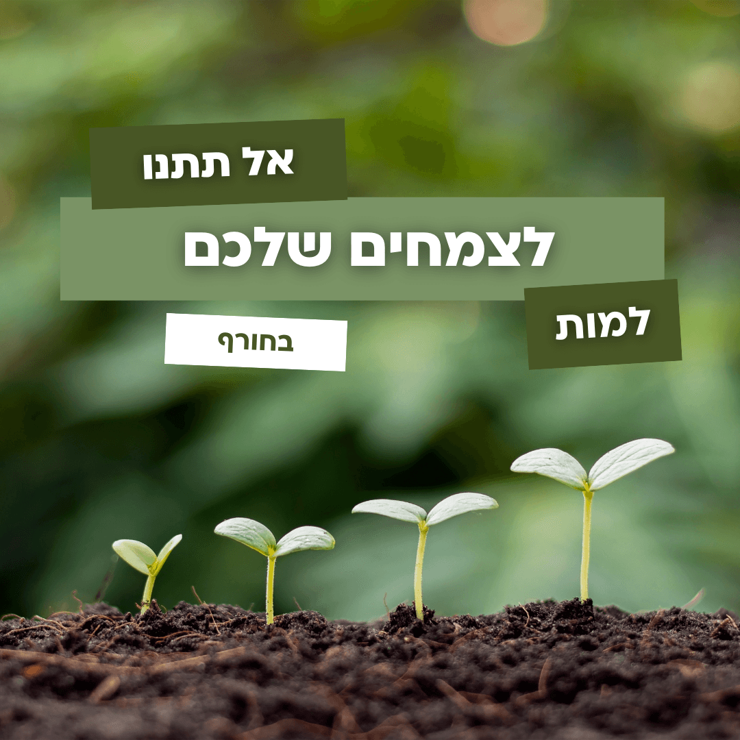 אל תתנו לצמחים שלכם למות בחורף! למה זה קריטי להשקות דווקא עכשיו? 🌧️🌿 - ירוק במרפסת
