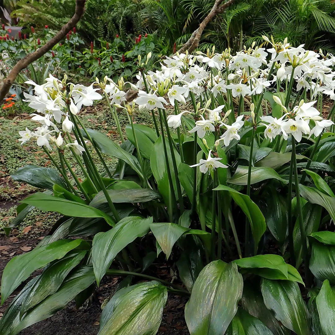 המדריך המקיף לגידול שושן אמזונה (Eucharis amazonica) 🌿