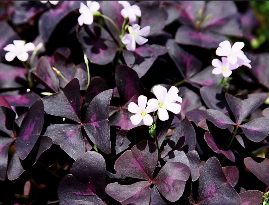 המדריך המקיף לגידול חמציץ משולש (Oxalis triangularis) 🍀
