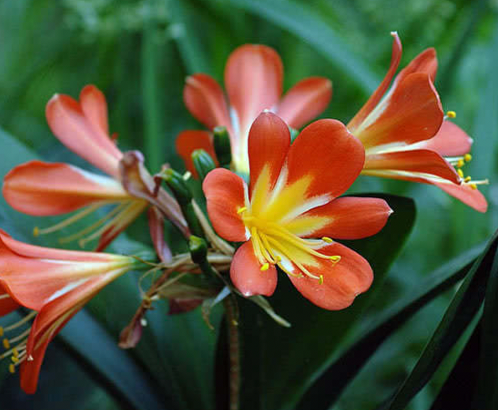 המדריך המקיף לגידול קליוויה (Clivia miniata) 🌸