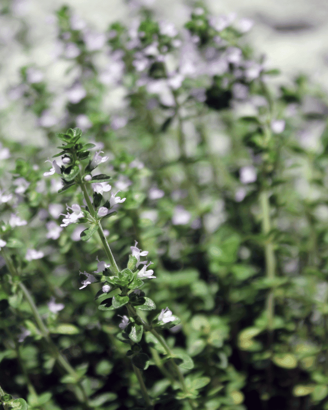 המדריך המקיף לגידול תימין (Thymus vulgaris) 🌿 - ירוק במרפסת