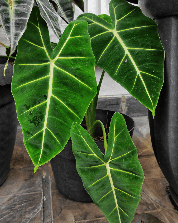 המדריך המקיף לגידול אלוקסיה מיכוליציאנה (Alocasia Micholitziana) 🌿 - ירוק במרפסת