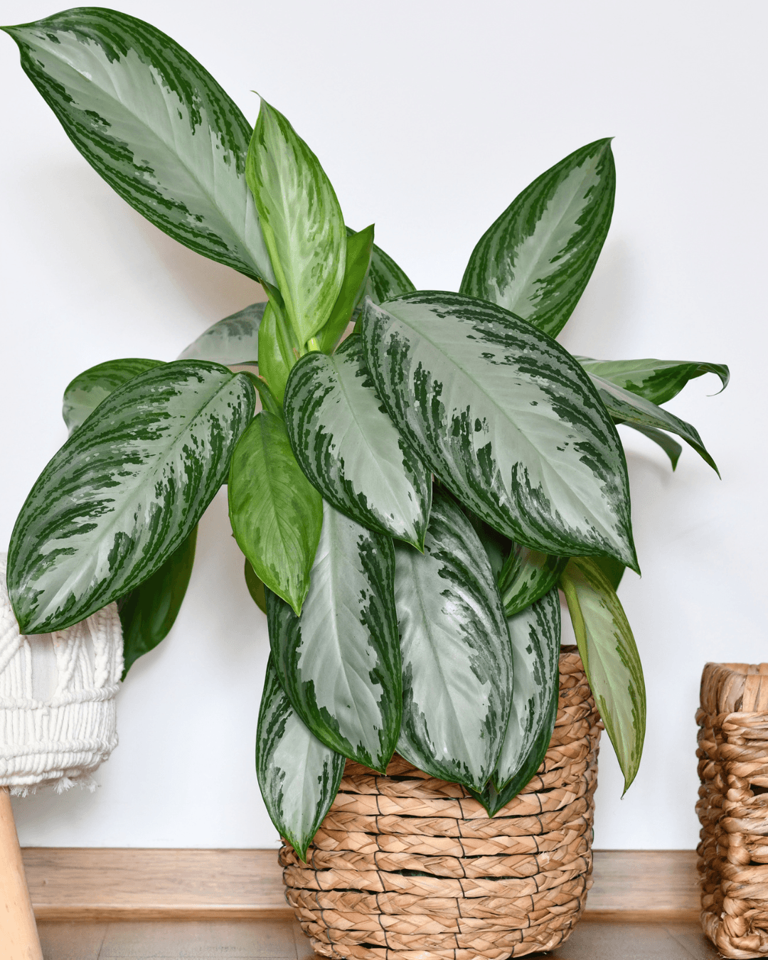 המדריך המקיף לגידול אגלונמה (Aglaonema 'Silver Bay') 🌿 - ירוק במרפסת