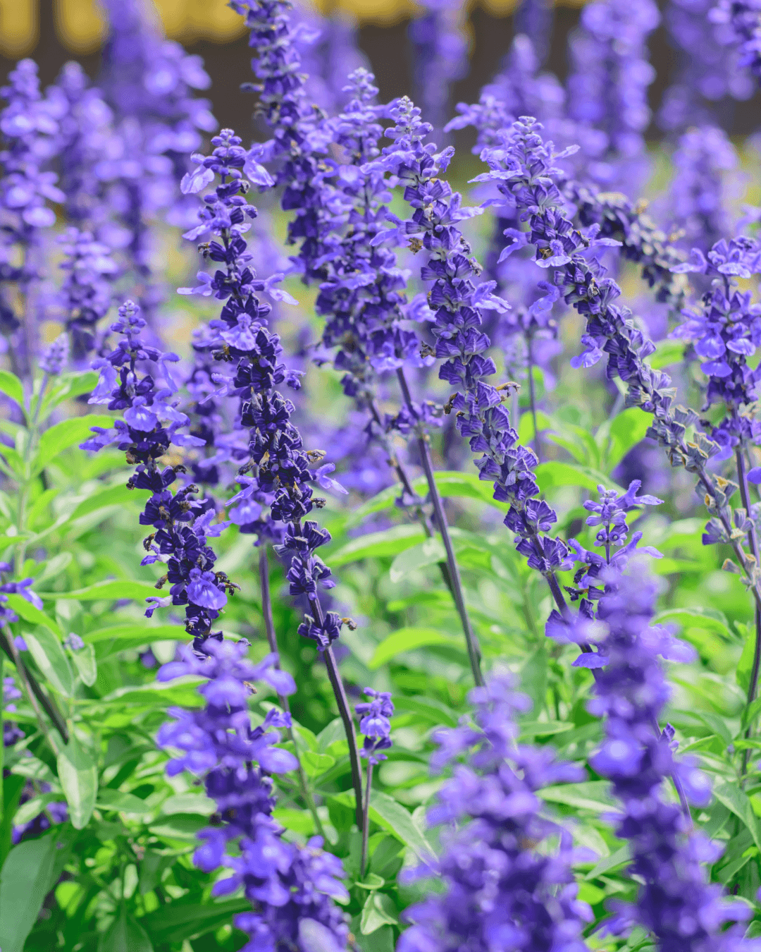 המדריך המקיף לגידול מרווה (Salvia officinalis) 🌿 - ירוק במרפסת