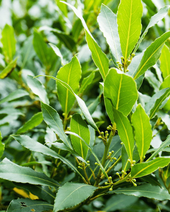 המדריך המקיף לגידול עלי דפנה (Laurus nobilis) 🌿 - ירוק במרפסת