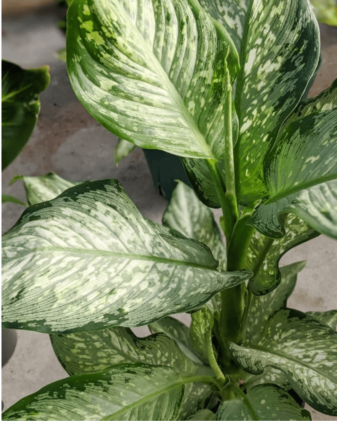 המדריך המקיף לגידול דיפנבכיה 🌿 - ירוק במרפסת