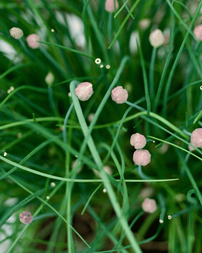 המדריך המקיף לגידול בצל סיבירי (Allium schoenoprasum var. sibiricum) 🌿 - ירוק במרפסת