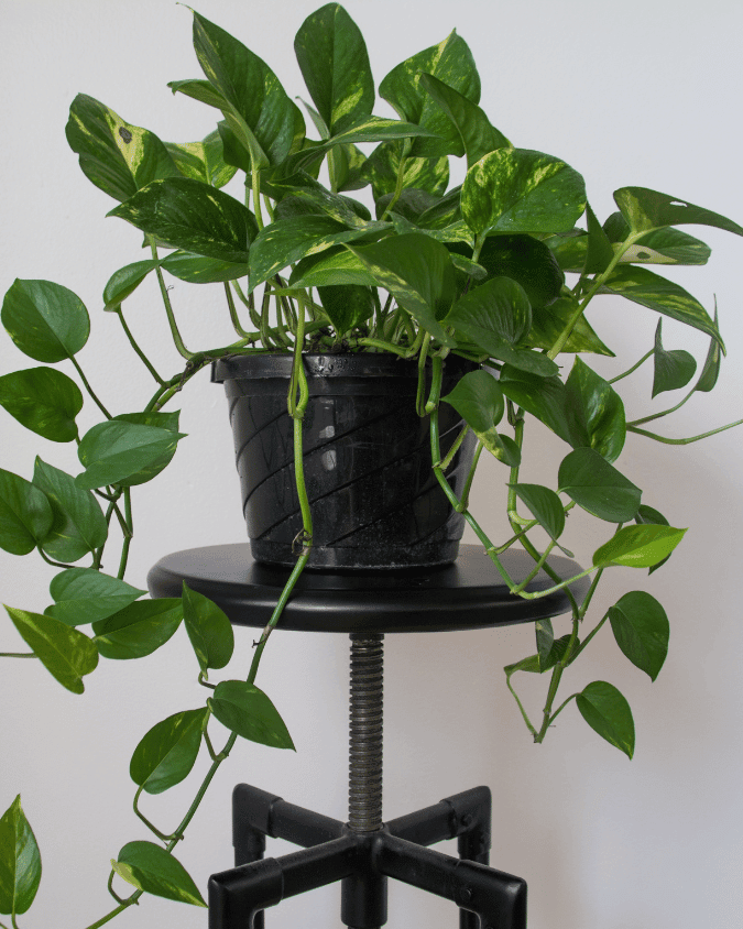 המדריך המקיף לגידול פוטוס 🌿 - ירוק במרפסת