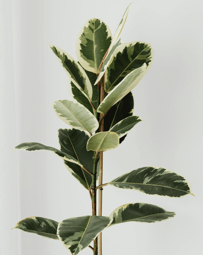 המדריך המקיף לגידול פיקוס גומי 🌳 - ירוק במרפסת