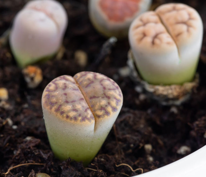 המדריך המקיף לגידול צמח האבן החיה (Lithops) 🪨