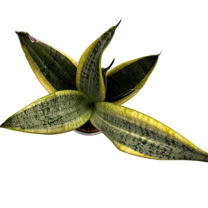 סנסיוורה בינונית