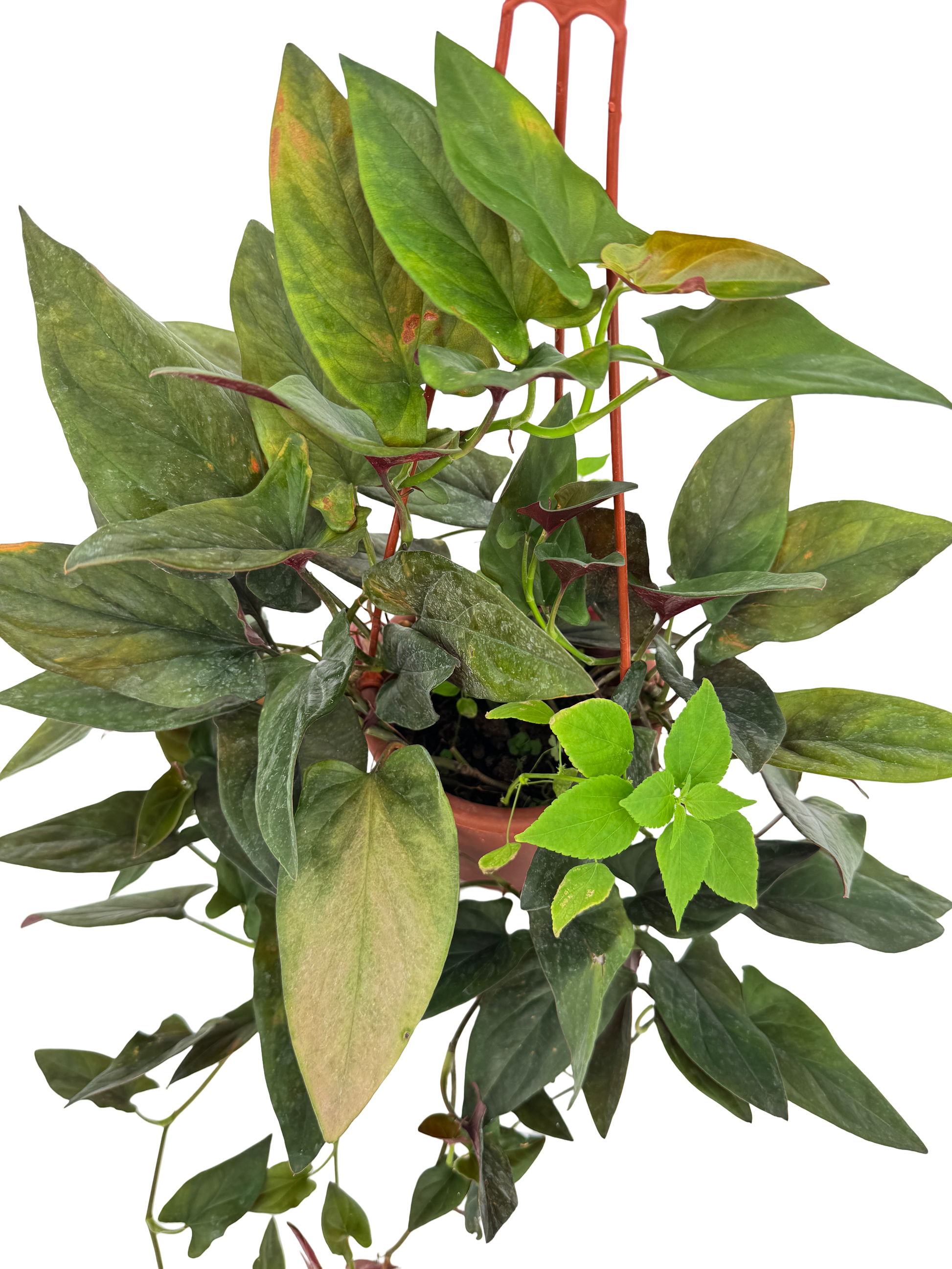סינגוניום חץ אדום קוטר 15 - ללא רקע
