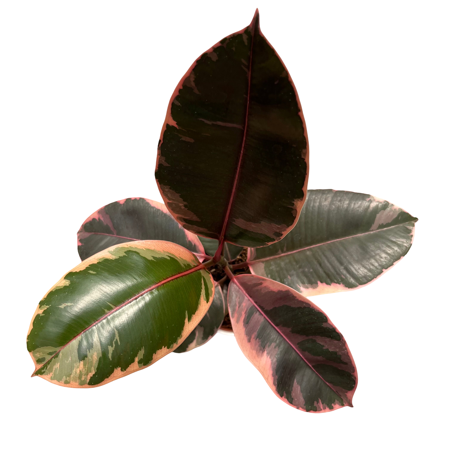 file.png - ללא רקע.png