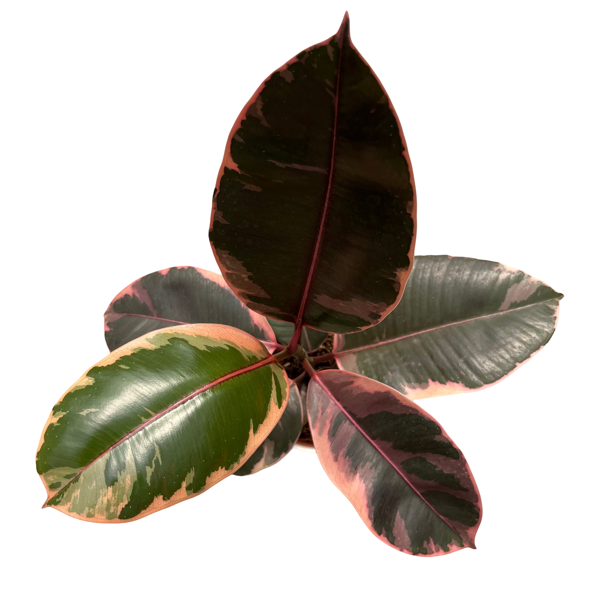 file.png - ללא רקע.png