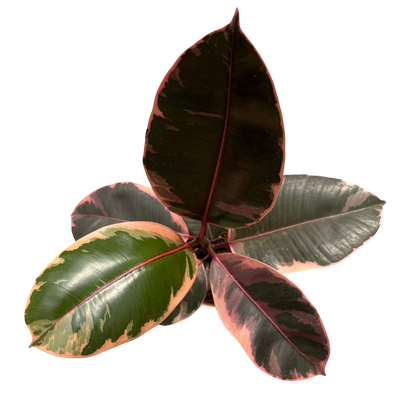 file.png - ללא רקע.png
