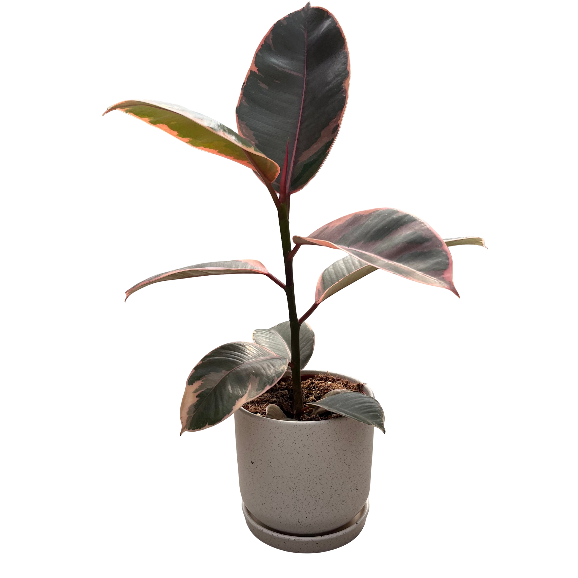 file.png - ללא רקע.png