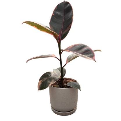 file.png - ללא רקע.png