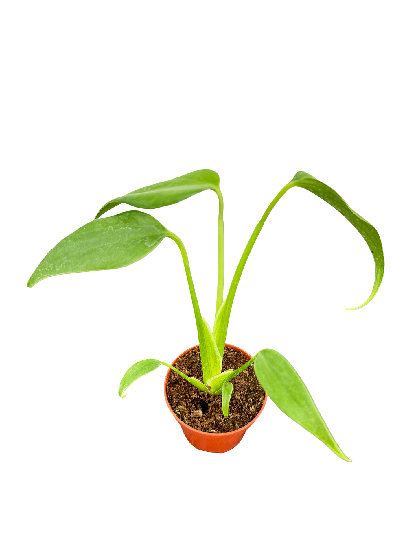 מונסטרה bmf קוטר 9 - ללא רקע