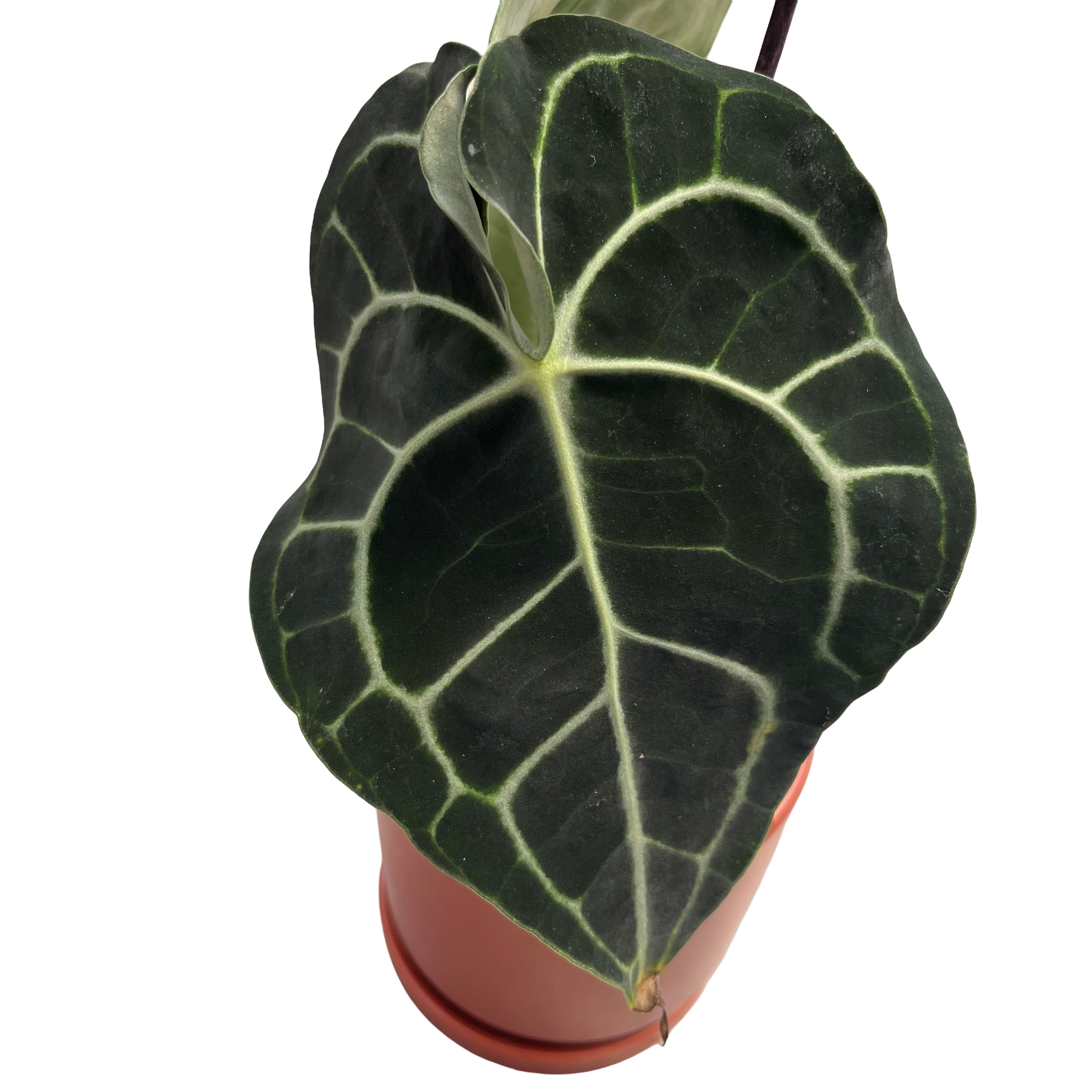 אנטוריום קרליביום בינוני - מיקום {"id":"gid://shopify/ProductImage/45060549148922","altText":"","originalSrc":"https://cdn.shopify.com/s/files/1/0714/8716/0570/files/3B67A0B0-4E83-43A0-A291-EB19C085293D.jpg?v=1757540447"} - ללא רקע.png