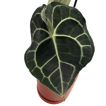 אנטוריום קרליביום בינוני - מיקום {"id":"gid://shopify/ProductImage/45060549148922","altText":"","originalSrc":"https://cdn.shopify.com/s/files/1/0714/8716/0570/files/3B67A0B0-4E83-43A0-A291-EB19C085293D.jpg?v=1757540447"} - ללא רקע.png