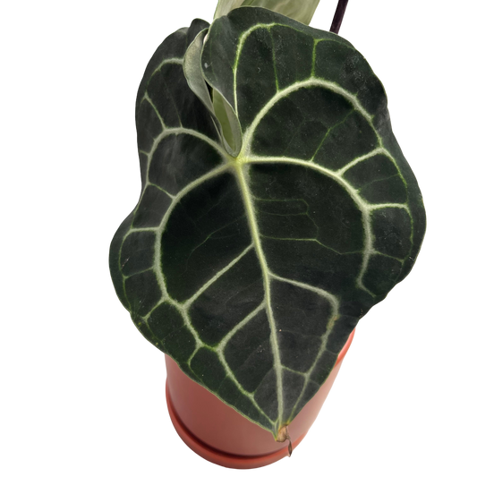 אנטוריום קרליביום בינוני - מיקום {"id":"gid://shopify/ProductImage/45060549148922","altText":"","originalSrc":"https://cdn.shopify.com/s/files/1/0714/8716/0570/files/3B67A0B0-4E83-43A0-A291-EB19C085293D.jpg?v=1757540447"} - ללא רקע.png