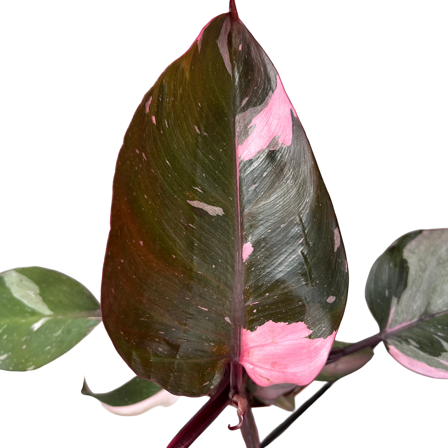 פילונדנדרון פינק פרינסס קוטר 12 - ללא רקע