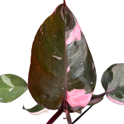פילונדנדרון פינק פרינסס קוטר 12 - ללא רקע