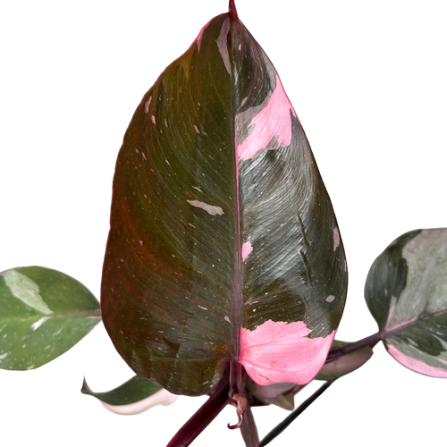 פילונדנדרון פינק פרינסס קוטר 12 - ללא רקע
